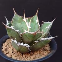 トゥースフェアリー/マンガべ | studio GP