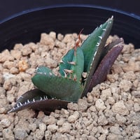 トゥースフェアリー/マンガべ | studio GP