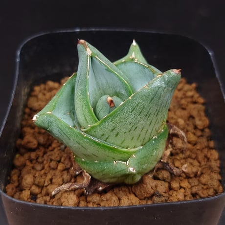プミラ