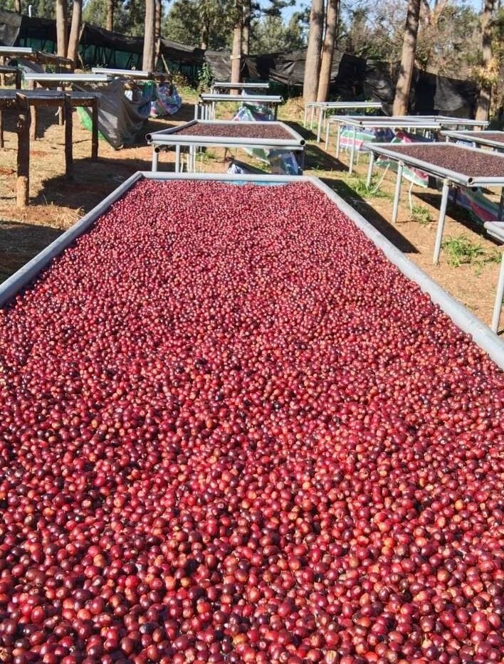 焙煎豆ハニー200g×2袋 豆or粉 | PADAUK COFFEE