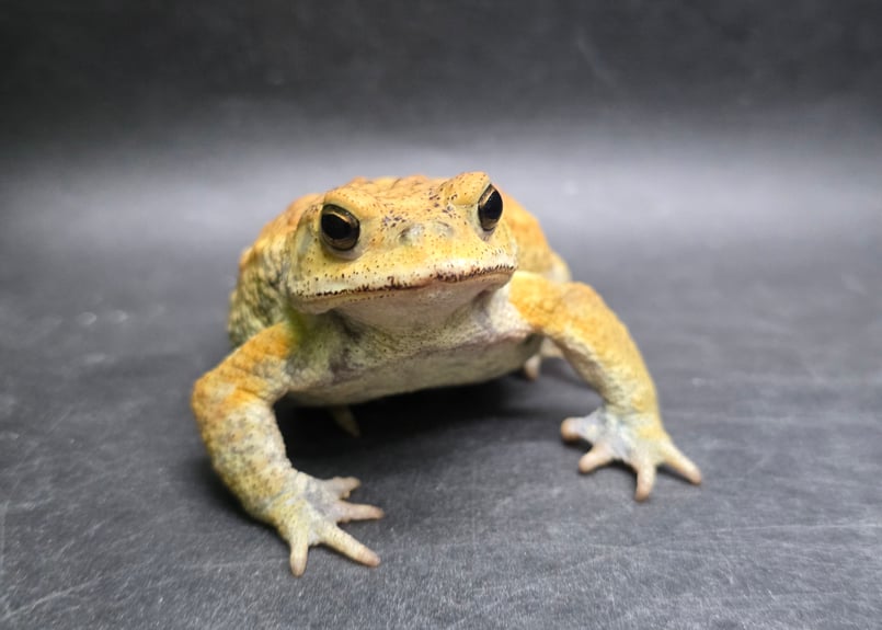 8 ミヤコヒキガエル 7cm オス 大東島産 | ワガママなガマママ
