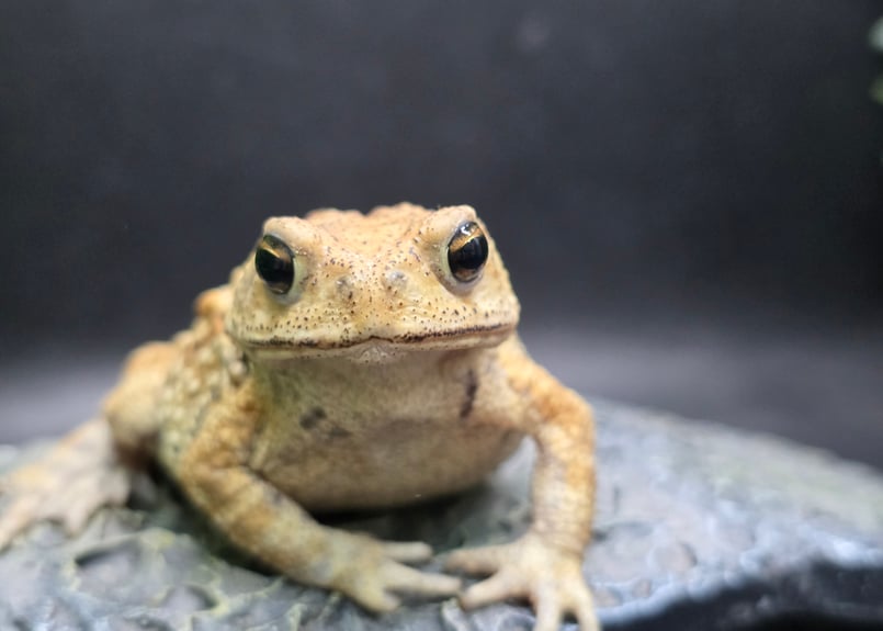 17 ミヤコヒキガエル 7cm メス 大東島産 | ワガママなガマママ