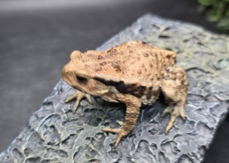 ●#3  アズマヒキガエル　5.5cm