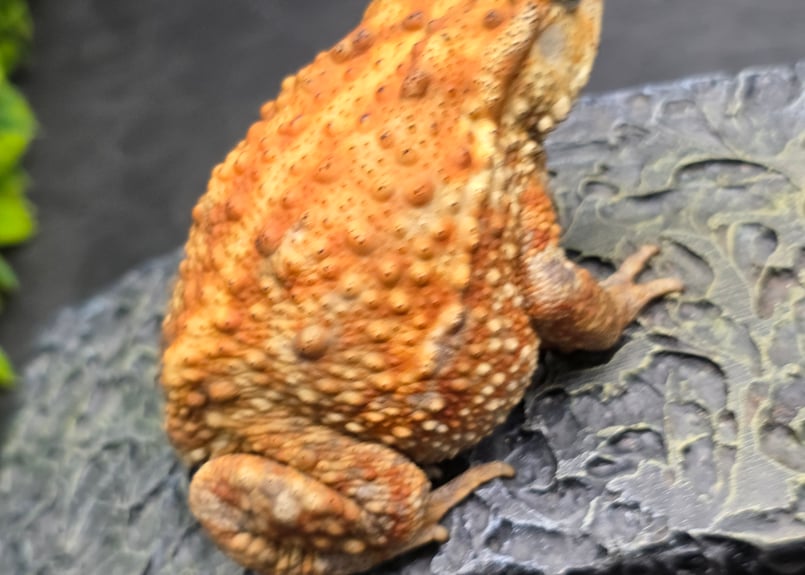 ミヤコヒキガエル　１０匹 10 ミヤコヒキガエル 8cm メス 大東島産 | ワガママなガマママ