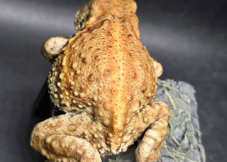 #4　ミヤコヒキガエル　8cm　メス　大東島産
