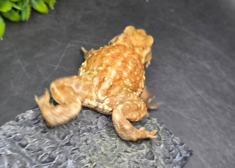 17 ミヤコヒキガエル 7cm メス 大東島産 | ワガママなガマママ