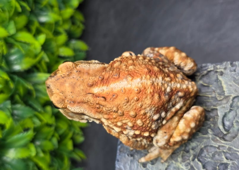 3 ミヤコヒキガエル 8cm メス 大東島産 | ワガママなガマママ