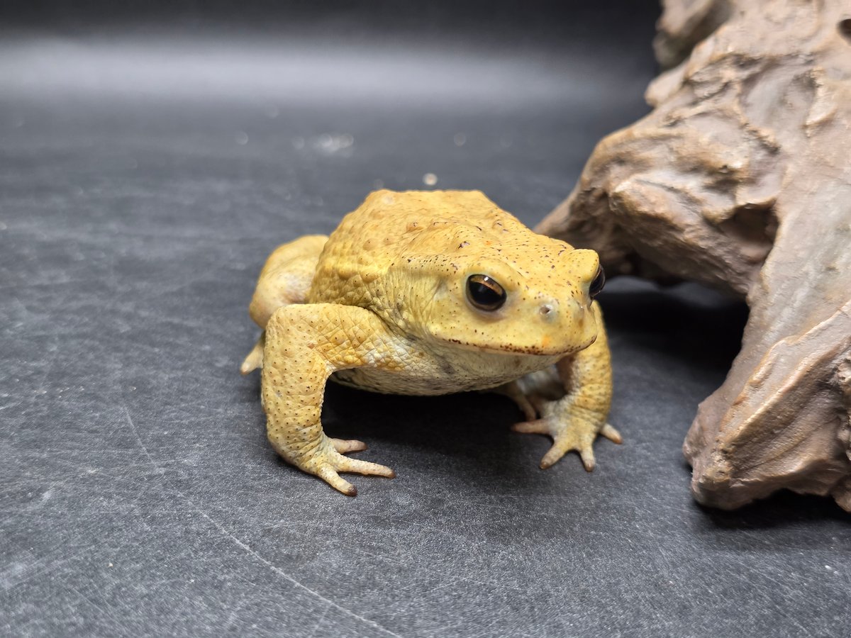 レア もうこやま キチガイヒキガエル ソフビ レア もうこやま キチガイヒキガエル ソフビ - メルカリ