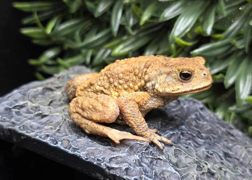 カエルの標本 ガラス製 約6cm ミヤコヒキガエル 20 ミヤコヒキガエル 6cm 大東島産 | ワガママなガマママ