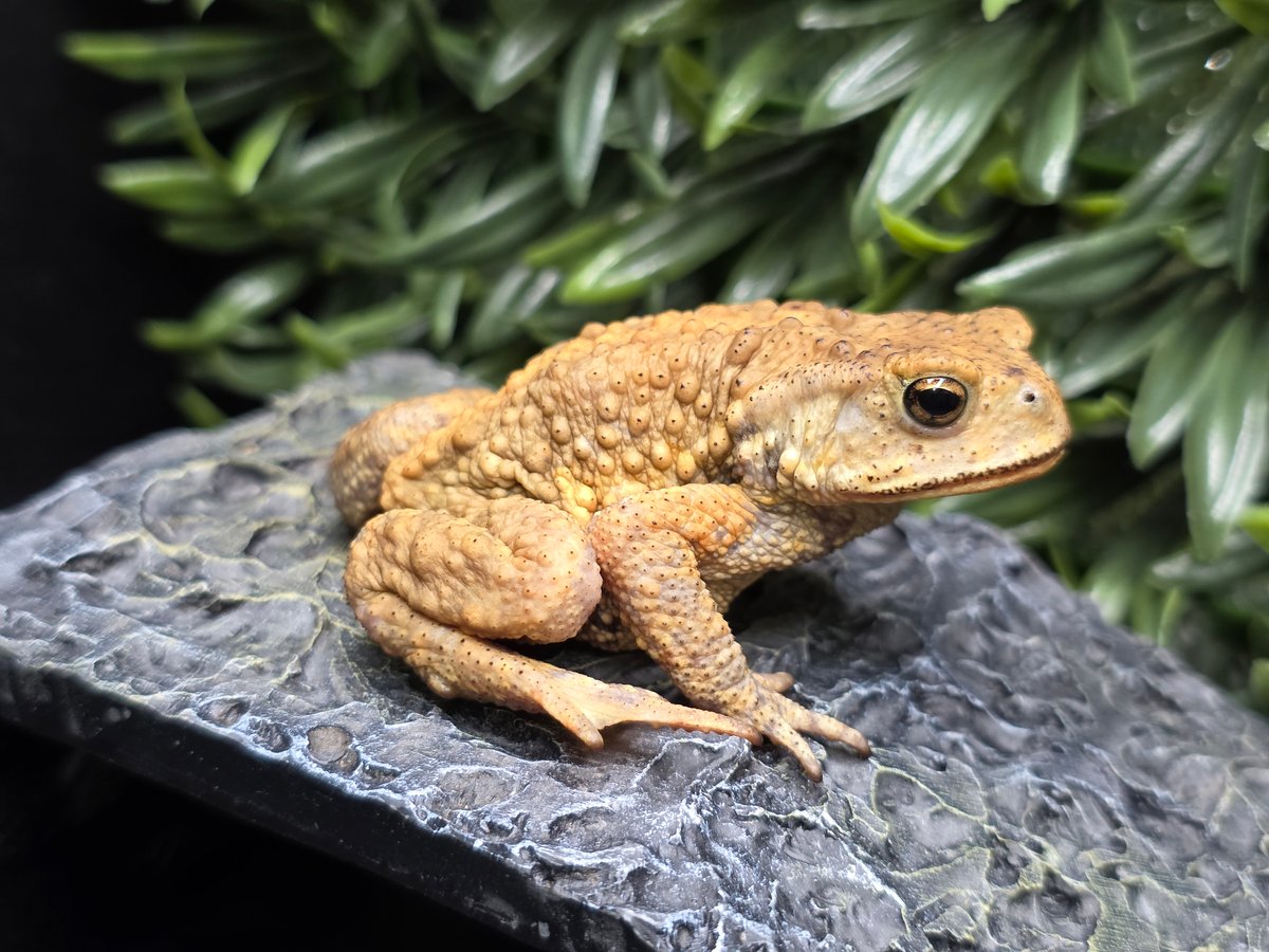 20 ミヤコヒキガエル 6cm 大東島産 | ワガママなガマママ