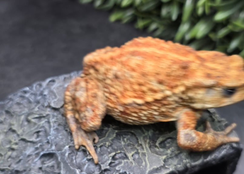 10 ミヤコヒキガエル 8cm メス 大東島産 | ワガママなガマママ