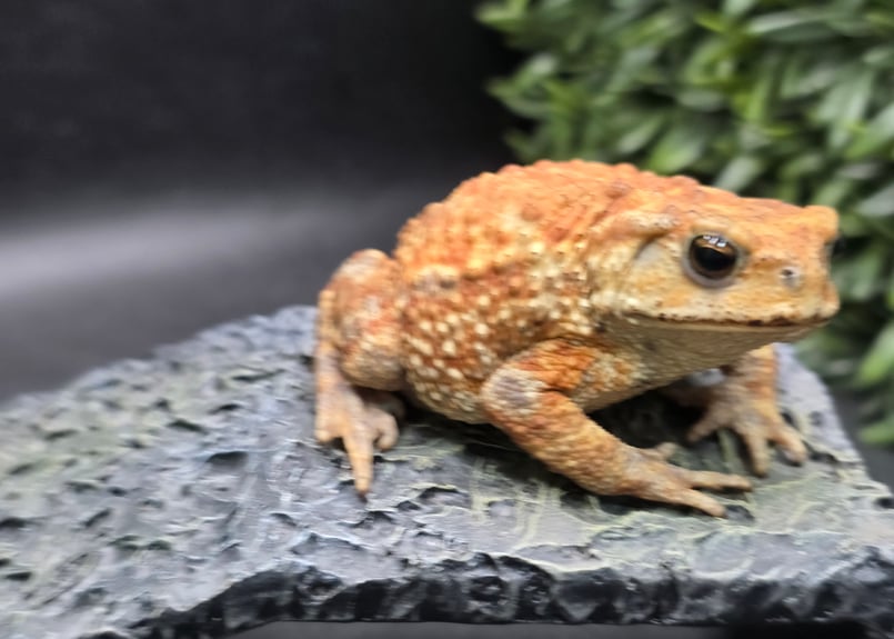 10 ミヤコヒキガエル 8cm メス 大東島産 | ワガママなガマママ