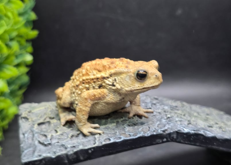 17 ミヤコヒキガエル 7cm メス 大東島産 | ワガママなガマママ