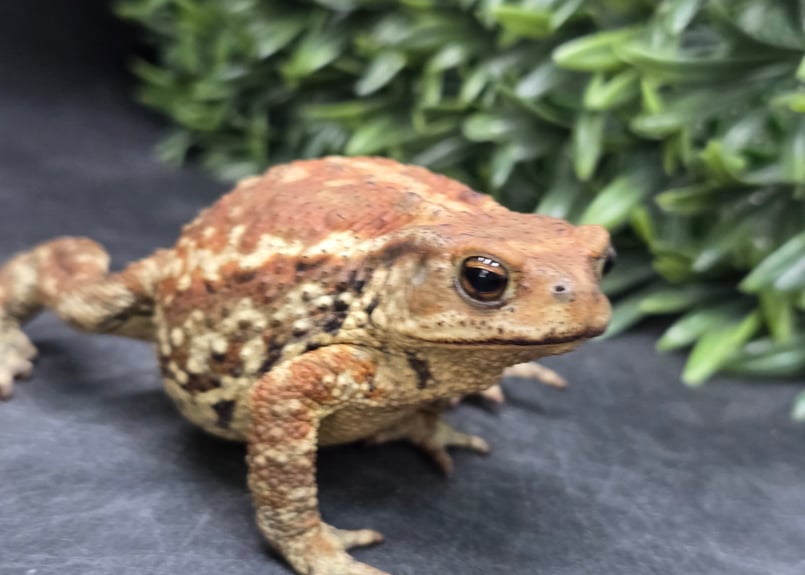 19 ミヤコヒキガエル 9cm メス 大東島産 | ワガママなガマママ