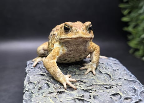 ワガママなガマママ