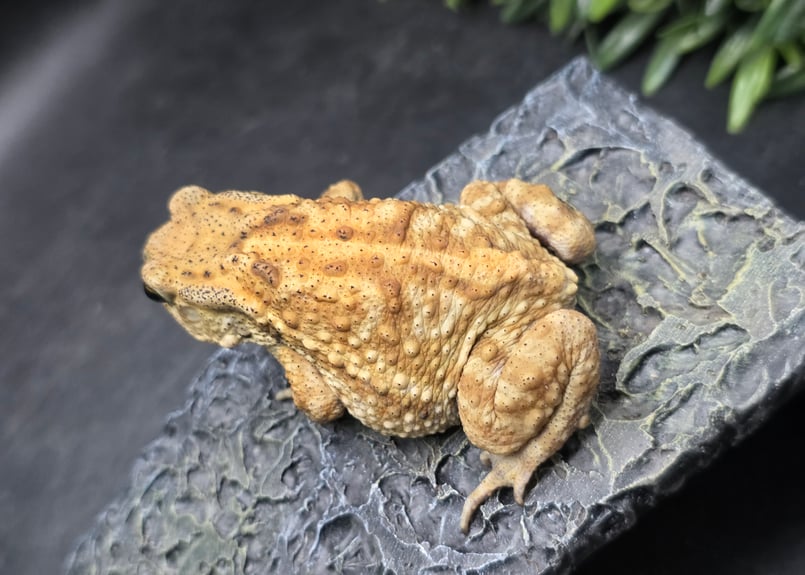 17 ミヤコヒキガエル 7cm メス 大東島産 | ワガママなガマママ