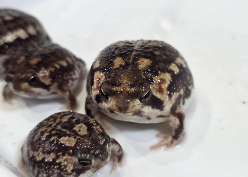 ☆アメフクラガエル 1匹 約3.5cm | ワガママなガマママ