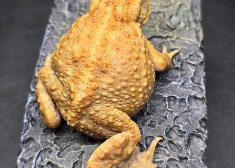 16 ミヤコヒキガエル 7cm ぽってりボディのオス 大東島産 | ワガママな