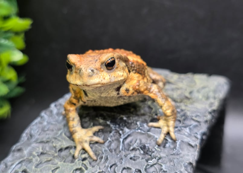 2 ミヤコヒキガエル 7cm 遠慮がち演出のメス 大東島産 | ワガママな