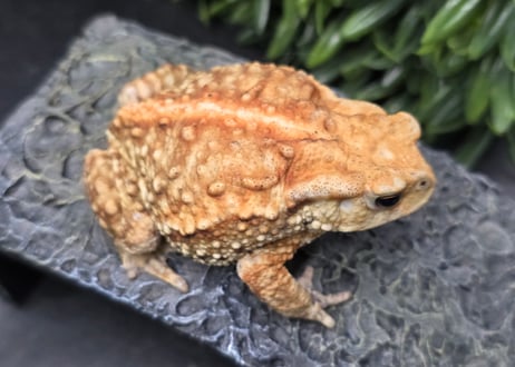 ワガママなガマママ