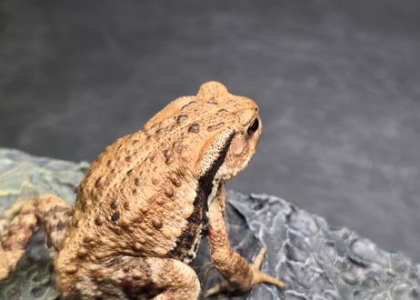 ●#3  アズマヒキガエル　5.5cm