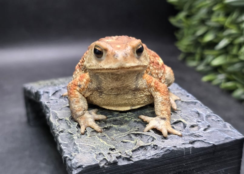 9 ミヤコヒキガエル 7cm メス 大東島産 | ワガママなガマママ