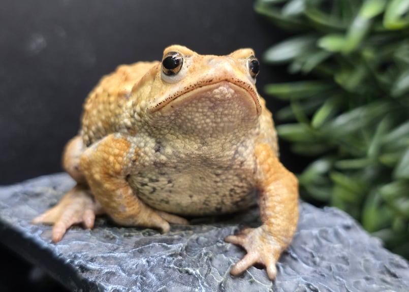 3 ミヤコヒキガエル 7.5cm むっちむちしてちょいドジなオス 大東島産