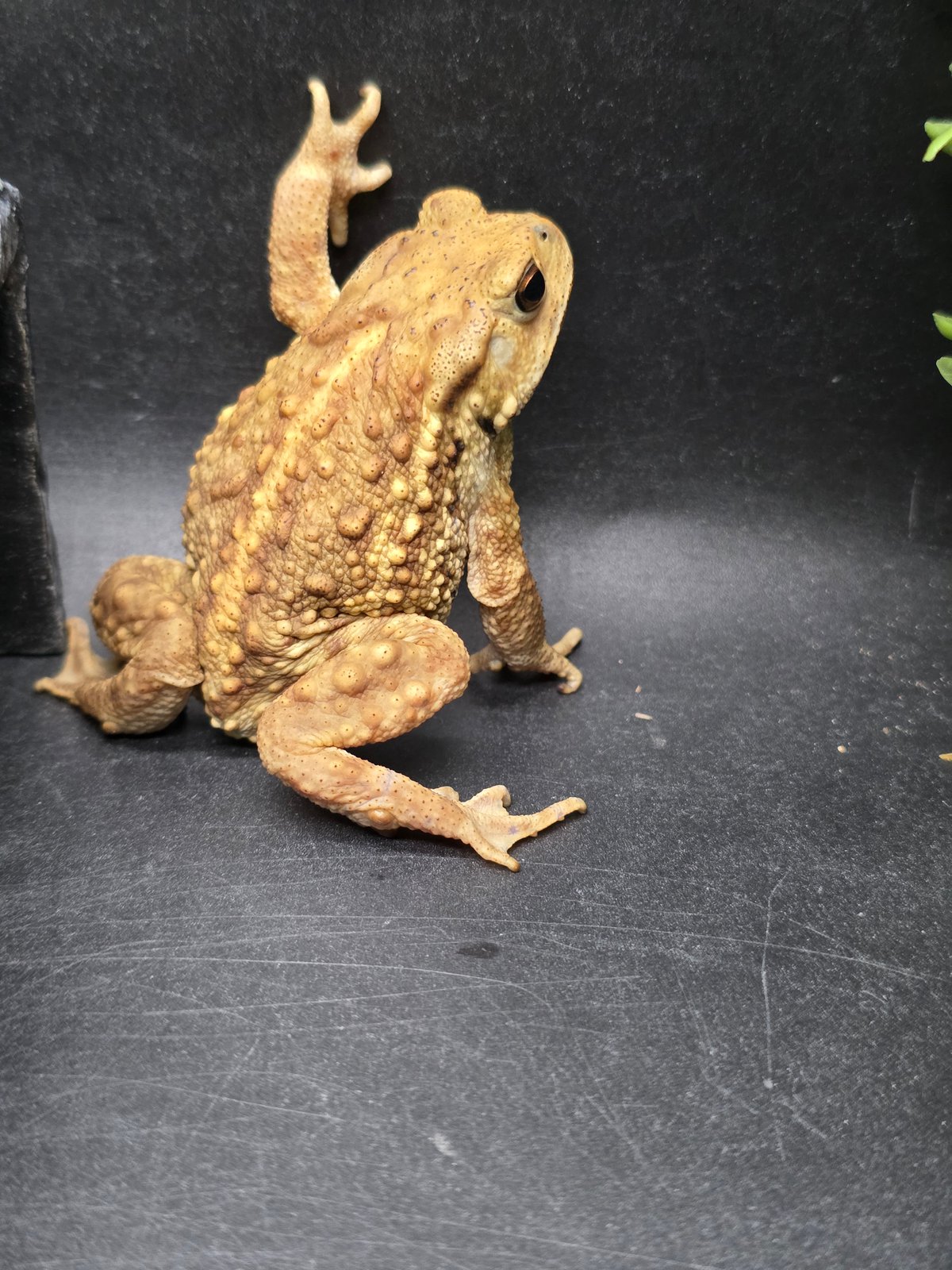 送料込み☆えいちのみず・ワカガエル 8 ミヤコヒキガエル 7cm 撮影に協力的なカメラ大好きなメス 大東島産