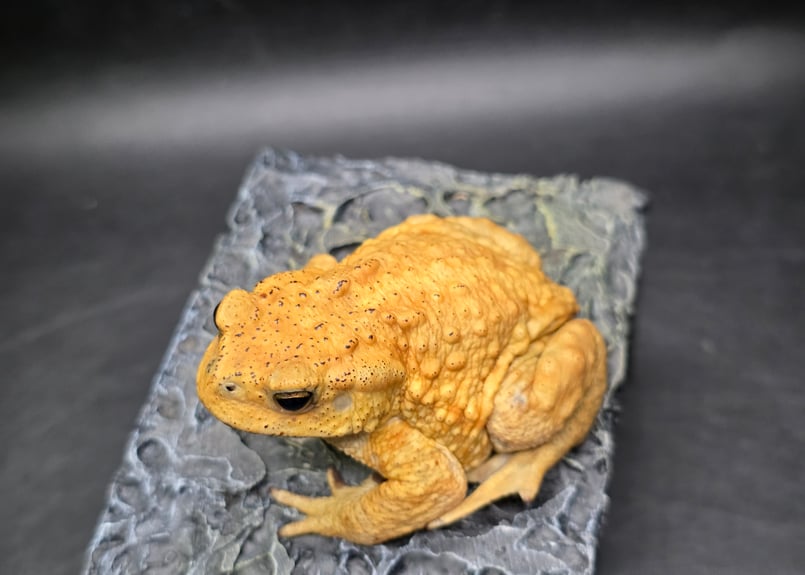 16 ミヤコヒキガエル 7cm オス(動画の子) 大東島産 | ワガママなガマママ