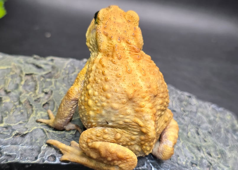 16 ミヤコヒキガエル 7cm ぽってりボディのオス 大東島産 | ワガママな