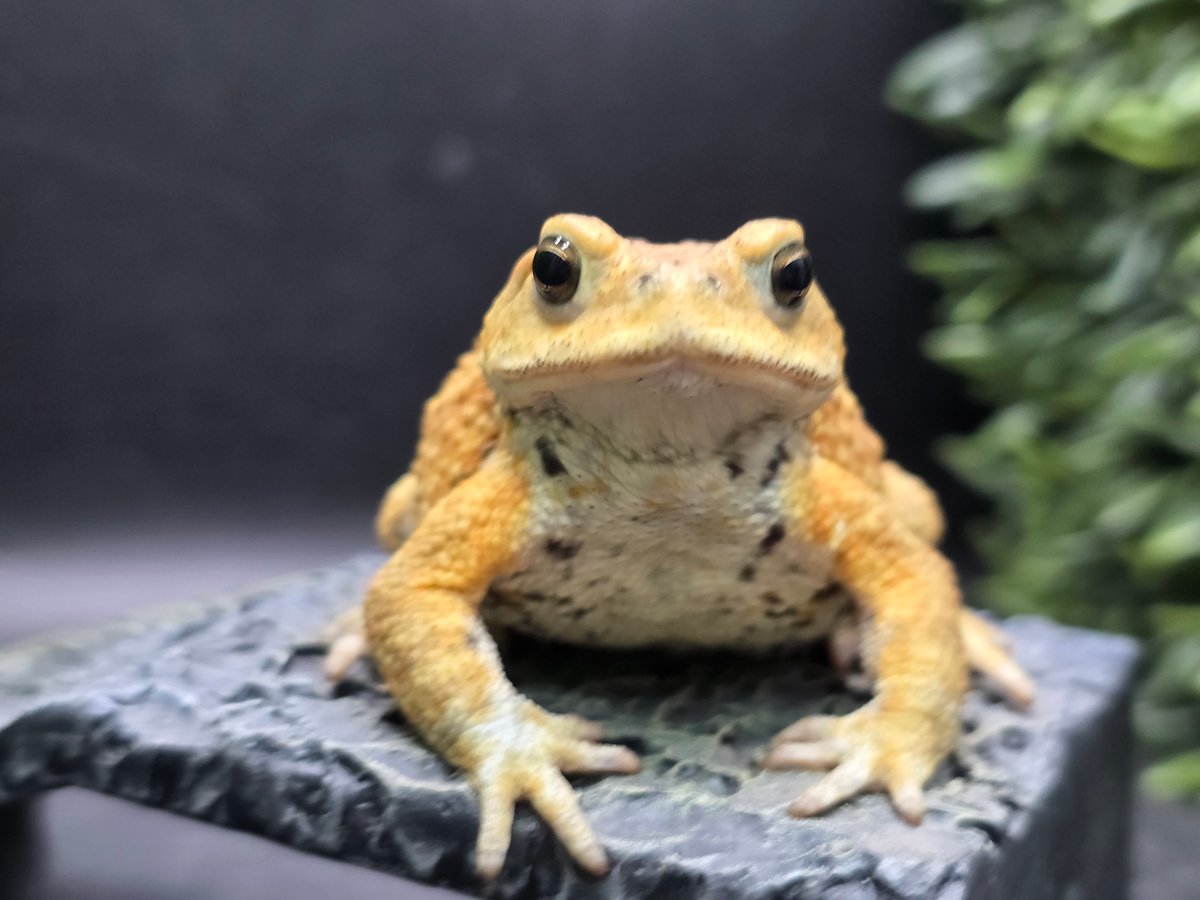 12 ミヤコヒキガエル 7cm オス 大東島産 | ワガママなガマママ