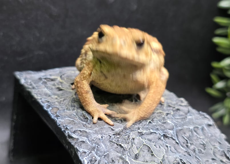 8 ミヤコヒキガエル 7cm 撮影に協力的なカメラ大好きなメス 大東島産