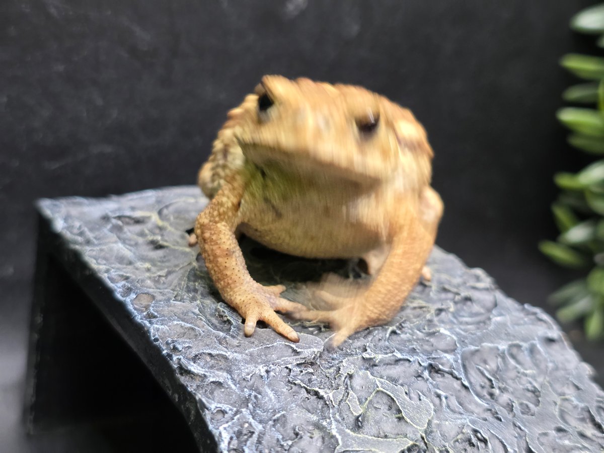 【レア】送料込☆えいちのみず・ワカガエル 8 ミヤコヒキガエル 7cm 撮影に協力的なカメラ大好きなメス 大東島産