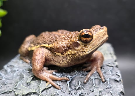 ワガママなガマママ