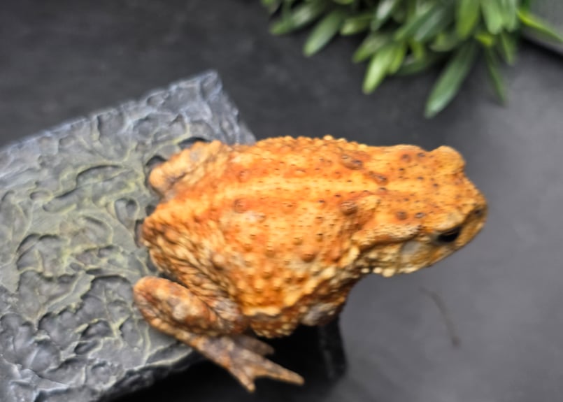 10 ミヤコヒキガエル 8cm メス 大東島産 | ワガママなガマママ