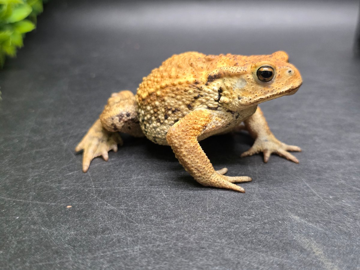 12 ミヤコヒキガエル 7cm カメラににじり寄ってくるオス 大東島産