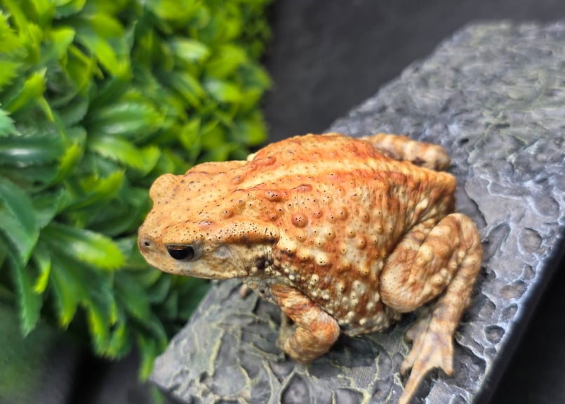 20 ミヤコヒキガエル 7cm メス 大東島産 | ワガママなガマママ