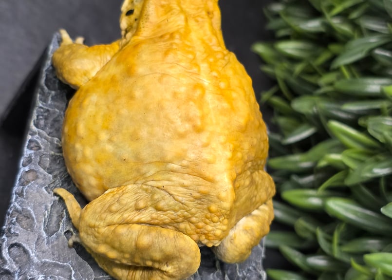 3 ミヤコヒキガエル 9cm オス 大東島産 | ワガママなガマママ