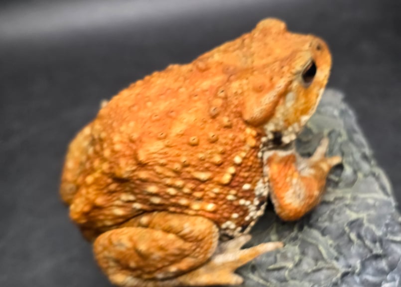 20 ミヤコヒキガエル 9.5cm メス 大東島産 | ワガママなガマママ