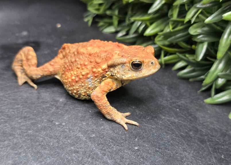 19 ミヤコヒキガエル 7cm メス 大東島産 | ワガママなガマママ