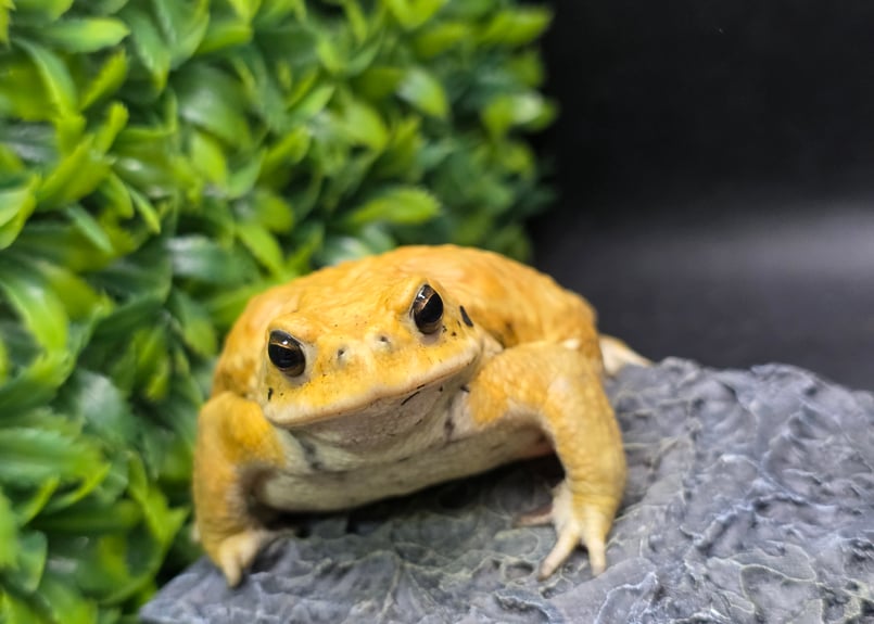 3 ミヤコヒキガエル 9cm オス 大東島産 | ワガママなガマママ