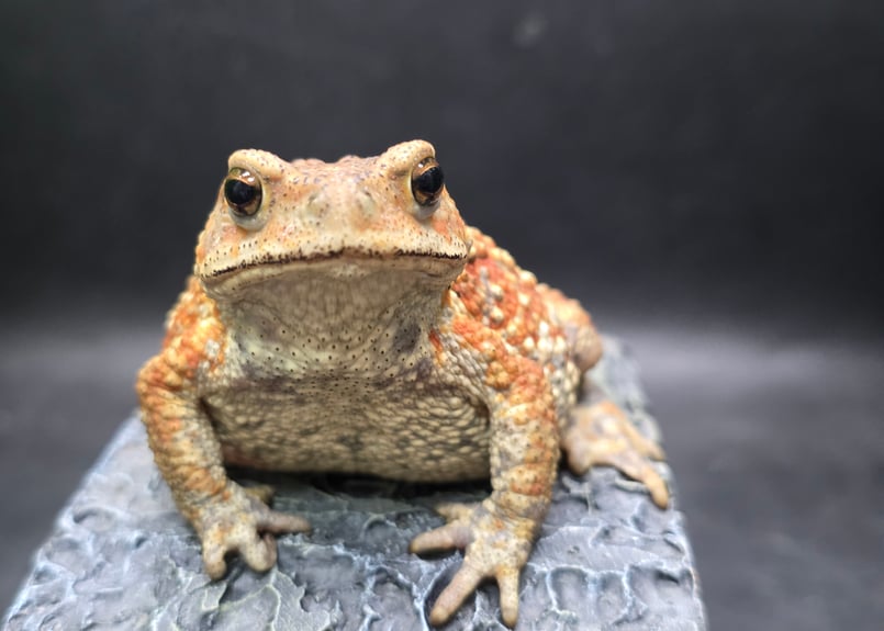 9 ミヤコヒキガエル 8cm メス 大東島産 | ワガママなガマママ