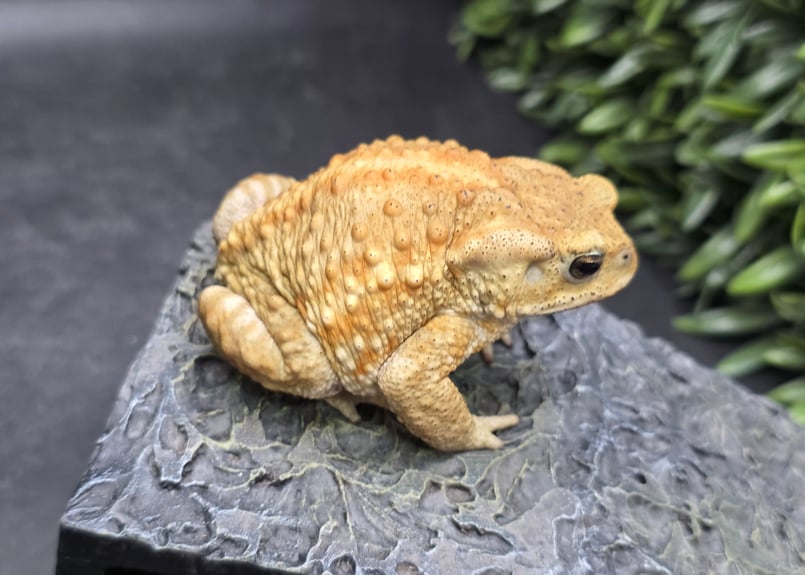 20 ミヤコヒキガエル 7.5cm オス 大東島産 | ワガママなガマママ