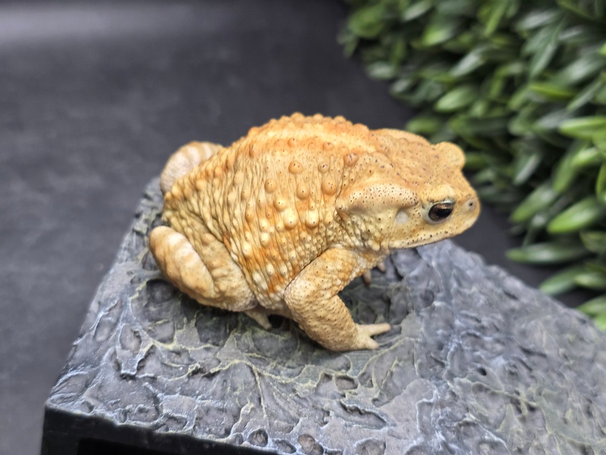 20 ミヤコヒキガエル 7.5cm オス 大東島産 | ワガママなガマママ