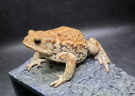 #4　ミヤコヒキガエル　8cm　メス　大東島産