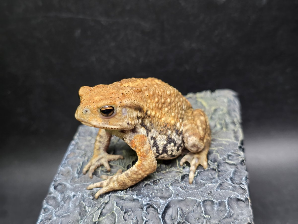 10 ミヤコヒキガエル 6cm 唇の形に特徴ある子 大東島産 | ワガママな