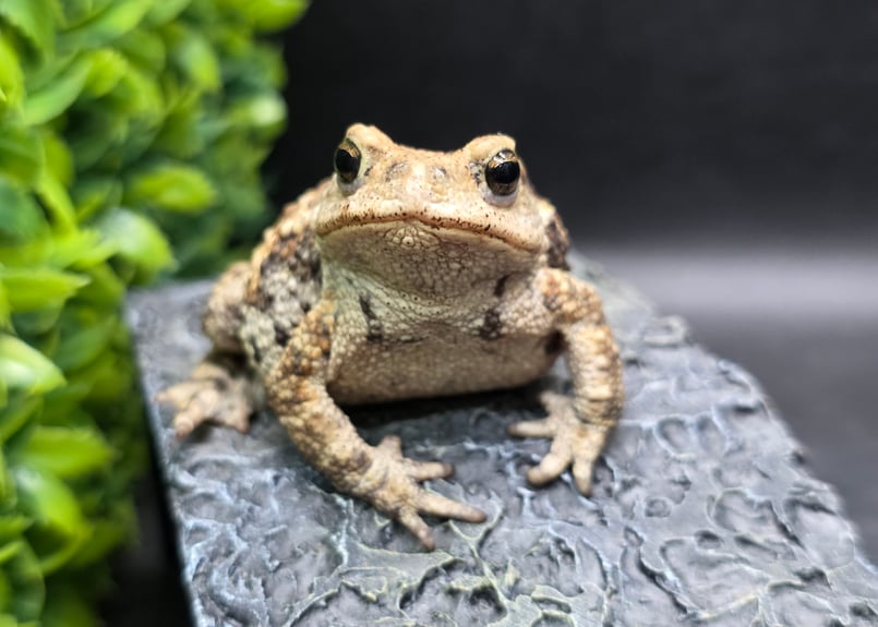 17 ミヤコヒキガエル 7cm メス 大東島産 | ワガママなガマママ