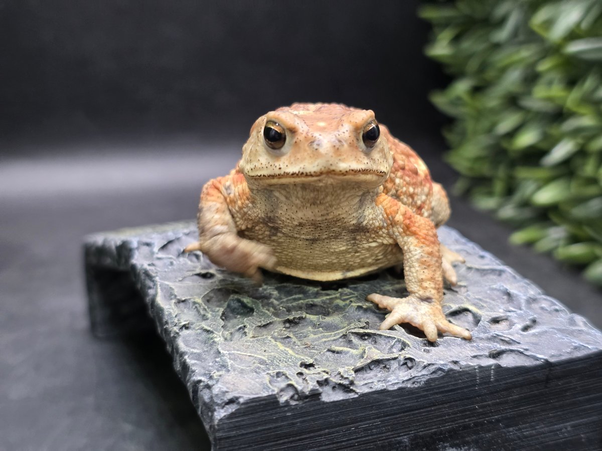 9 ミヤコヒキガエル 7cm メス 大東島産 | ワガママなガマママ