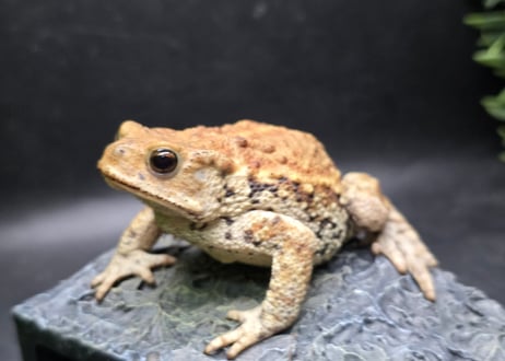 #4　ミヤコヒキガエル　8cm　メス　大東島産