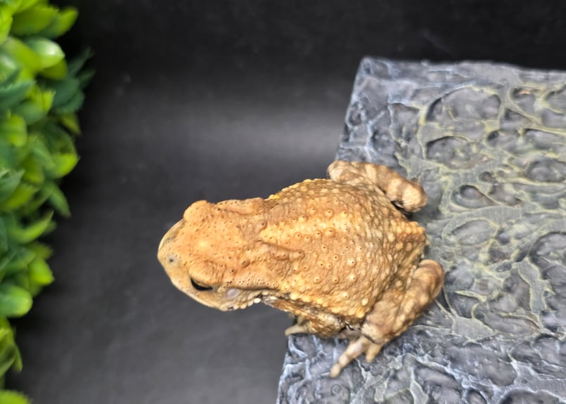 10 ミヤコヒキガエル 6cm 唇の形に特徴ある子 大東島産 | ワガママな